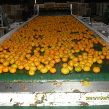 Горячий продавать в рынке Бангладеш свежее Детское мандарин